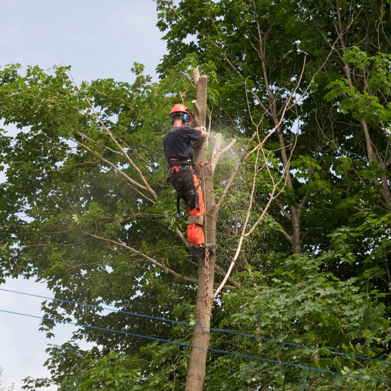 Tree Maintenance Services