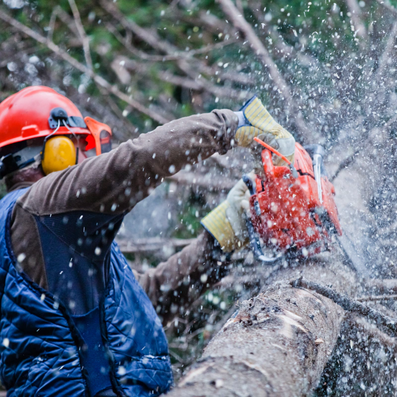 Stump Removal Services
