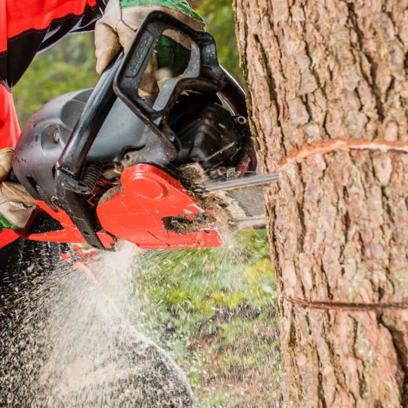 Stump Grinding Specialists