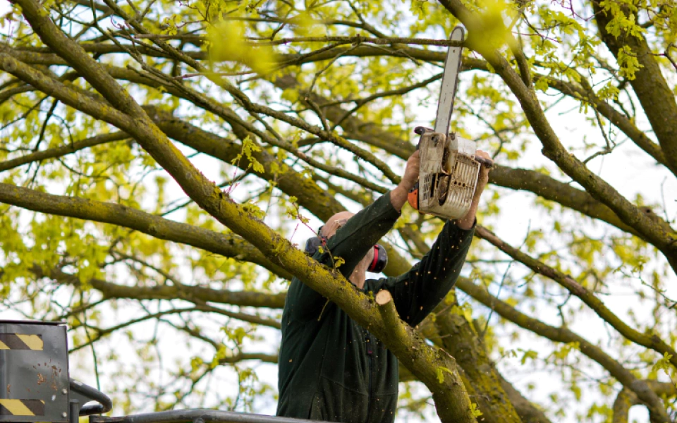 Stump Grinding Specialists