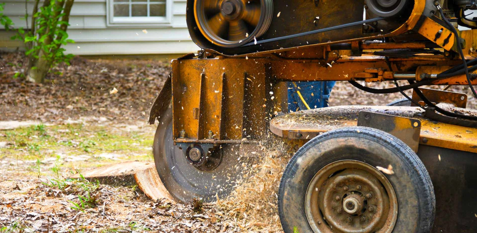 Emergency Tree Removal
