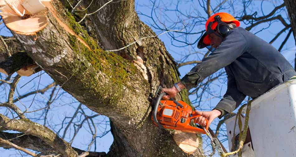 Affordable Tree Cutting